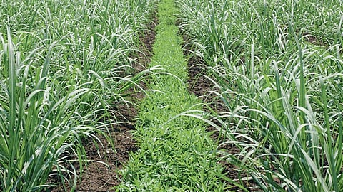 Soil Management