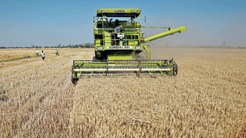 Wheat