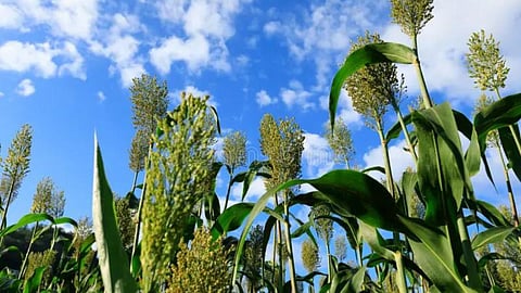 Jowar
