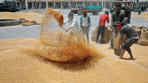 Wheat