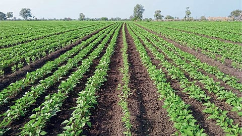 Indian Agriculture