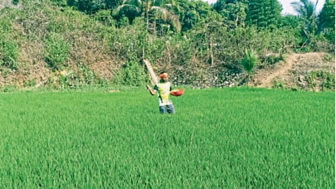 Summer Farming