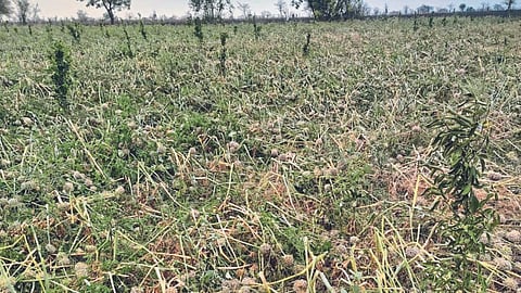 Crop Damage