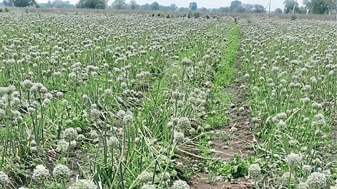 Crop Damage 