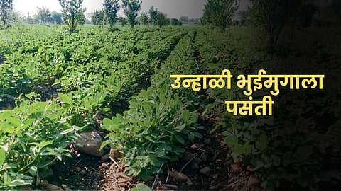 Summer Groundnut