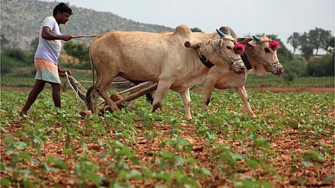 Kharif Season 2024