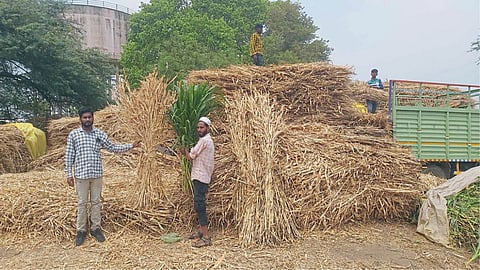 Fodder Issue