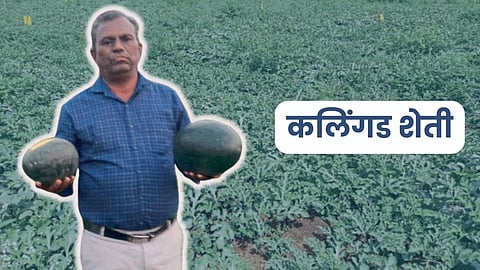 Watermelon Farming