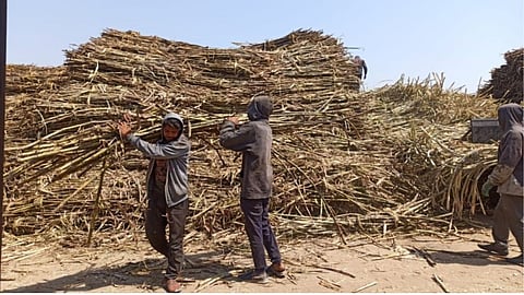 Sugarcane Season