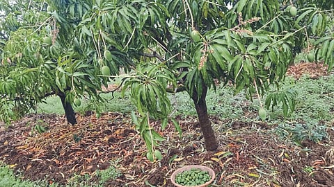 Crop Damage