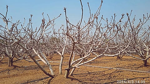 Fig Orchards 