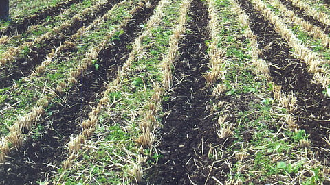 Zero Tillage