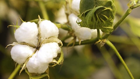 Cotton