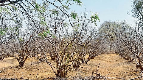 Pomegranate Orchard 