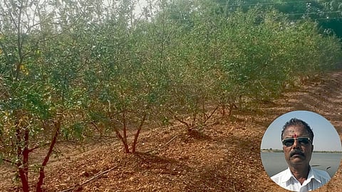 Orchard Management
