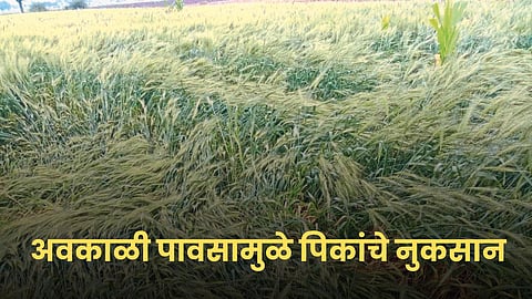 Crop Damage