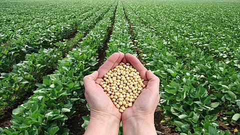 Summer Soybean