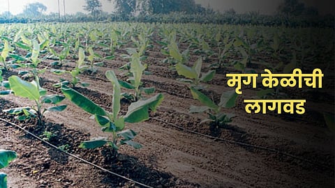 Banana Cultivation