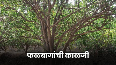 Fruit Orchard Care