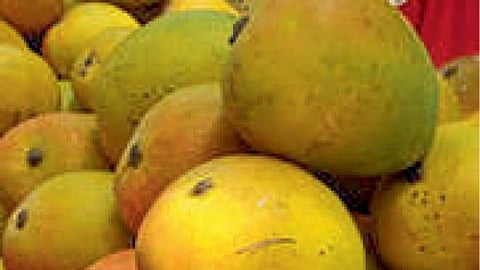 Hapus Mango