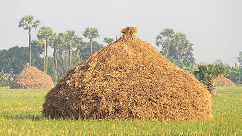 Fodder