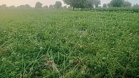 Crop Damage 