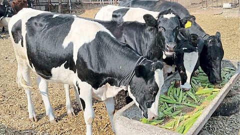 Animal Husbandry