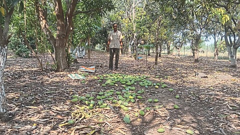 Crop Damage