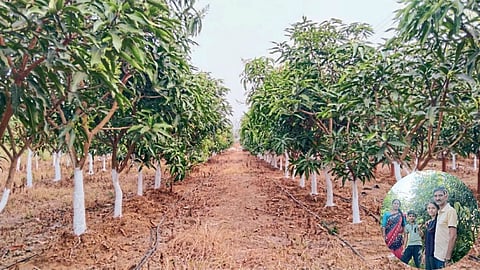 Mango Farming 