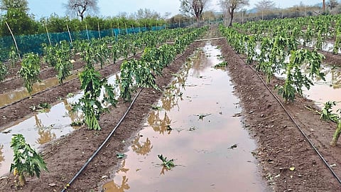 Crop Damage 