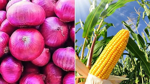 Onion and Maize