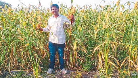 Jowar For Birds 