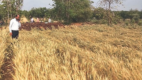 Crop Damage 