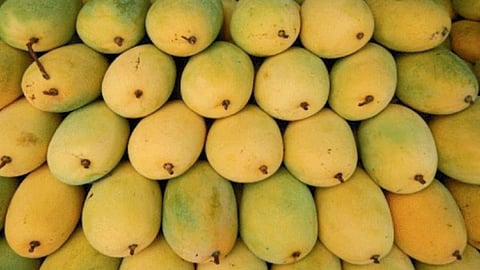 Baiganfalli Mango