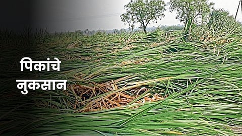 Crop Damage