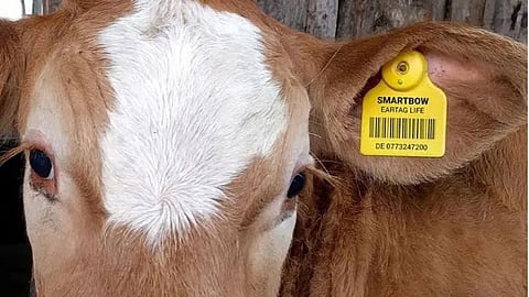 Animal Government Rule
