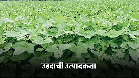 Urad Production