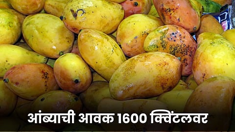 Mango Market 