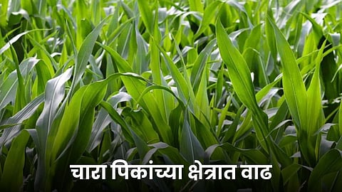 Fodder Crop 