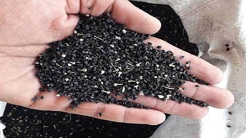 Onion Seeds 
