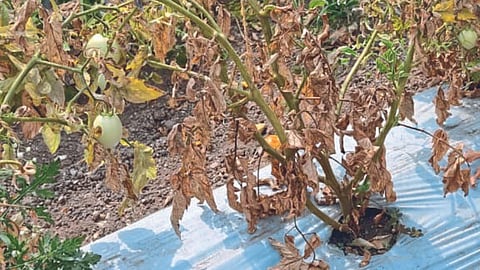 crop Damage 