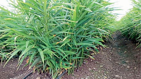 Agriculture Water Management