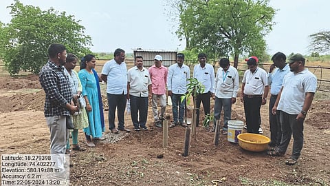 Orchard Cultivation 