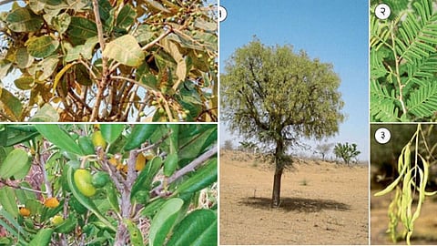 Medicinal Plants