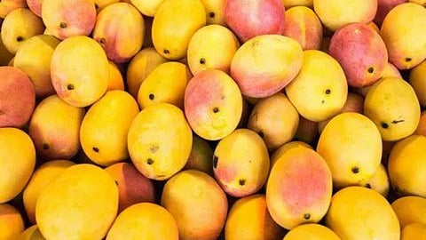 Mango