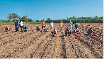 Ginger Cultivation