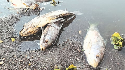 Panchaganga River