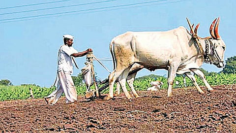 Kharif Sowing