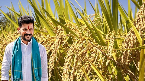 Paddy Procurement