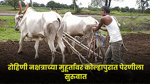 Agriculture Sowing